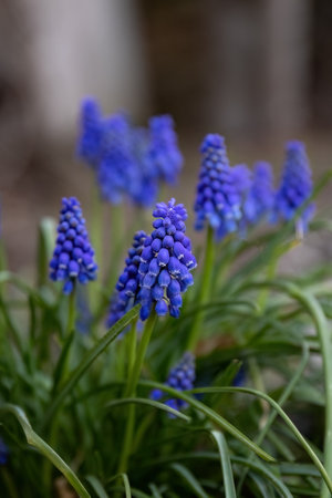 Muscari or Grape hyacinth blue small flower in the garden design.