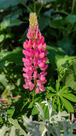 Lupinus polyphyllus or garden lupin pink flower in the garden design.の写真素材