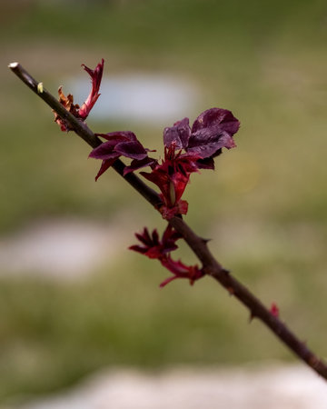 Rose bush cuttings method preparation for reproduction.の写真素材