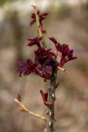 Rose bush cuttings method preparation for reproduction.の写真素材