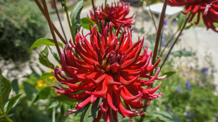 Dahlia cultorum Thorsrud and Reisaeter big red flower in the garden.の写真素材