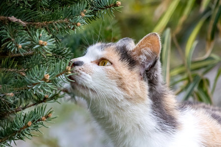 Cute domestic cat with funny expression close-up portrait smells the tree in the garden.の写真素材