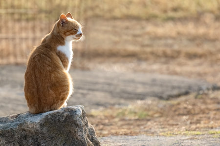 Ginger red hair tabby cat enjoy the sun outside sitting relaxed on the sun.の写真素材