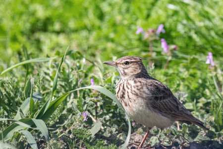 The crested lark or Galerida cristata common small grey brown bird on the green sunny background.の写真素材