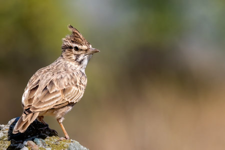 The crested lark or Galerida cristata common small grey brown bird on the green sunny background.の写真素材