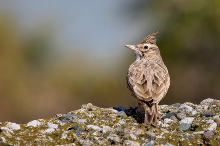 The crested lark or Galerida cristata common small grey brown bird on the green sunny background.の写真素材