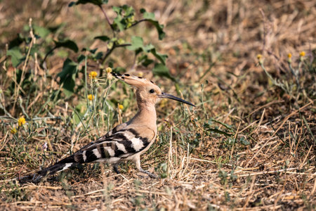 Eurasian hoopoe or Upupa epops bird looking for a food on the ground.の写真素材