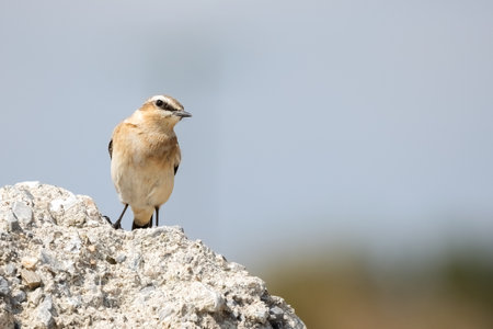 Northern wheatear or Oenanthe Oenanthe spring small bird migration sitting on the rock soft background.の写真素材