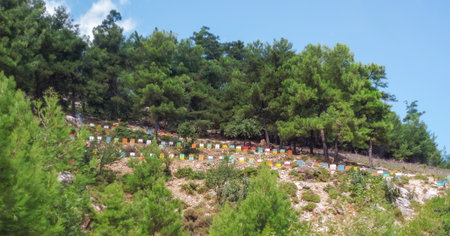 A row of beehives in the woods or Apiary with colorful houses, production of honey, bees.の写真素材