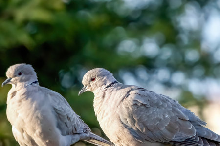 Couple of Eurasian collared dove or Streptopelia decaocto in love on the green background, hello spring.の写真素材