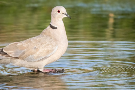 Close-up portrait of Eurasian collared dove or Streptopelia decaocto walking on the water of a lake, hello spring.の写真素材