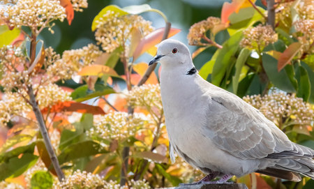 A singe Eurasian collared dove or Streptopelia decaocto sitting on the sunny flowers background, hello spring.の写真素材