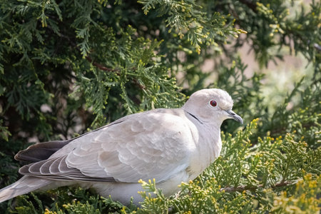 A singe Eurasian collared dove or Streptopelia decaocto sitting on the green background, hello spring.の写真素材