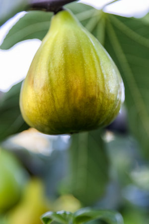 Green sweet fig fruit growing on the tree branch close-up photo.