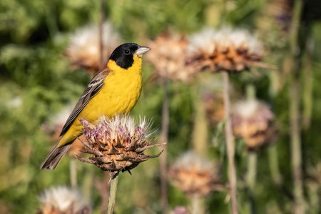 Black-headed bunting or Emberiza melanocephala small yellow signing passerine bird, hello spring.の写真素材