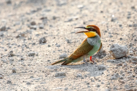 European bee-eater or Merops apiaster colorful small bird chasing bees on the ground, hello spring.の写真素材