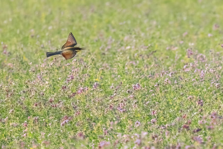European bee-eater or Merops apiaster colorful small bird chasing bees, hello spring.の写真素材