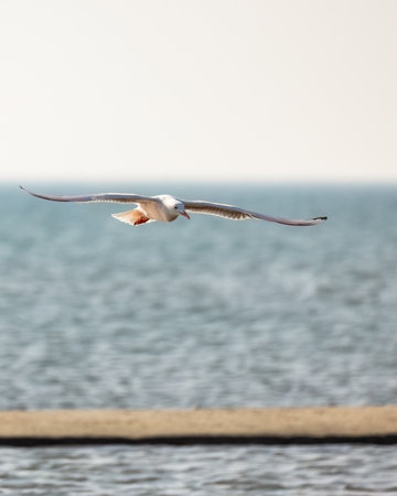 Slender-billed gull or Chroicocephalus genei flying on the beach, playing with waves and fishing,...