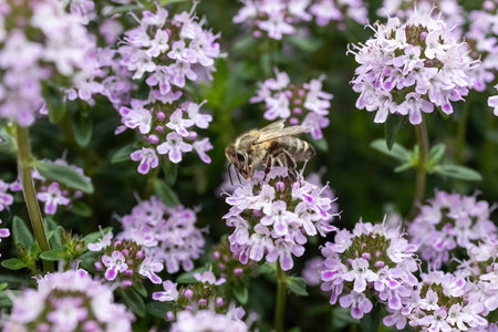 Winter Savory or Satureja Montana lilac purple flower in the garden design, insects favorite.