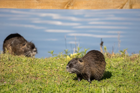 Nutria Myocastor coypus or coypu, semiaquatic rodent and invasive species, lake and rivers habitat.