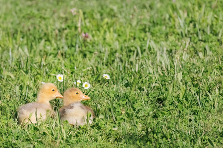 Two cute baby ducks on the grass near the lake, chamomile flowers around.