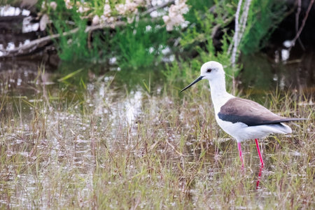 Black-winged stilt or Himantopus Himantopus long-legged wader on Delta Evros National park Greece.