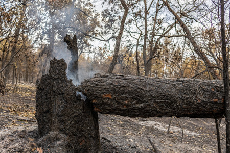 Catastrophic results of massive wildfires in Evros region of Greece, recovery and prevention measures, environmental disaster.の写真素材