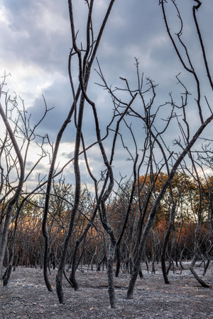 Catastrophic results of massive wildfires in Evros region of Greece, recovery and prevention...