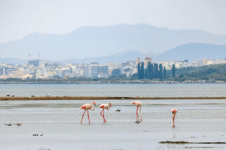 A flock of beautiful pink flamingos walking on the beach of Alexandroupolis Evros Greece near to Delta Evros National Park, winter migration.の写真素材
