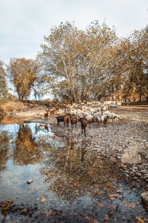 Cute flock of goats and sheep in the landscape, sky reflection, Evros Greece.の写真素材