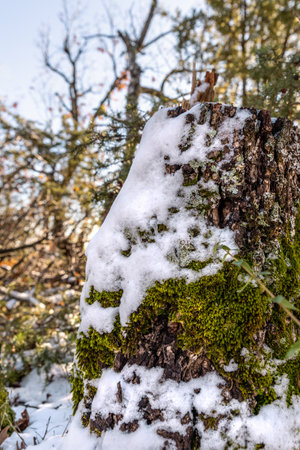 Beautiful winter scenery, snow on the branch, yellow leaves in the woods.の写真素材