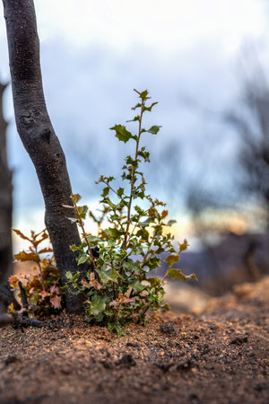 A small green reforested plant appears in the middle of the black soil of a burned area in Evros region Greece.の写真素材
