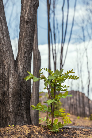 A green sprout after the wildfires in Evros region Greece, Parnitha, Evia, Euboea, Canada, Amazon,...