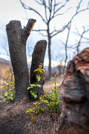 A small green reforested plant appears in the middle of the black soil of a burned area.