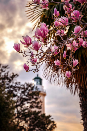 The Lighthouse of Alexandroupolis Evros Greece, spring magnolia flowers, tourism.の写真素材