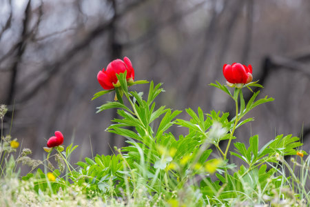 Paeonia peregrina bysantina red spring flower blooming after the wildfires Evros Greece.の写真素材