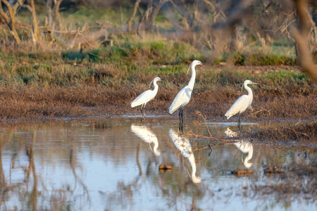 Three little egret or Egretta garzetta reflection on the water, Evros Delta National park.