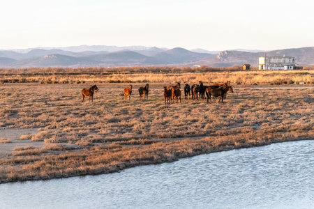 A herd of wild horses at the Evros Delta National Park in Greece.の写真素材