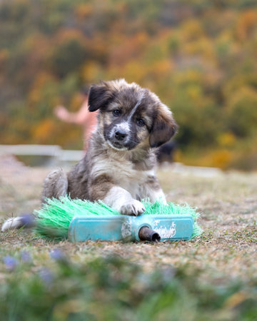 Cute little puppy sitting on the grass playing with a toyの写真素材