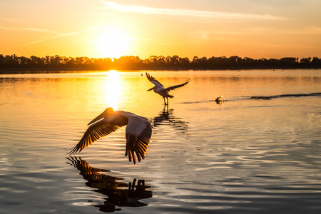 Silhouettes of flying Dalmatian pelican or Pelecanus on the Kerkini lake National Park, Greece sunrise and sunset colors.の写真素材