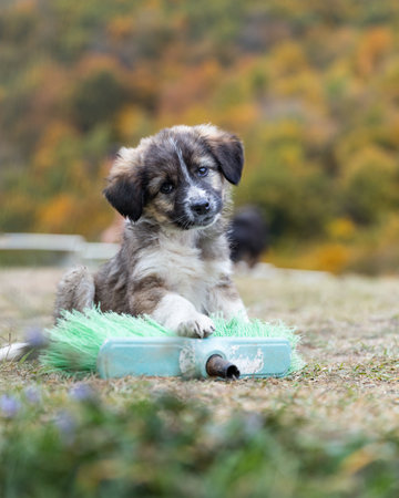 Cute little puppy sitting on the grass playing.の写真素材