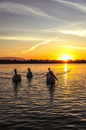 A group of silhouettes of a Dalmatian pelican or Pelecanus on the Kerkini Lake National Park, Greece sunrise and sunset colors.の写真素材