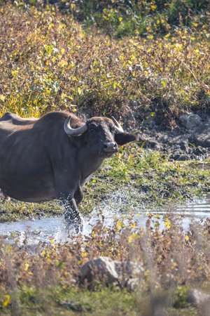 Large herd of water buffalo at Kerkini lake National Park, Greece.