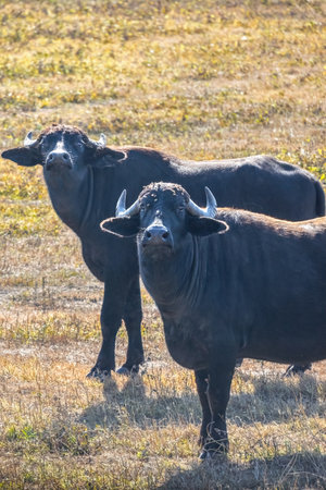 Large herd of water buffalo of Kerkini lake National Park Greece.