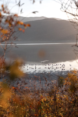 Beautiful sunset scenery on Kerkini lake Macedonia Greece, flamingos silhouette on the golden hour and sunrise.の写真素材