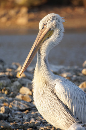 Close up portrait of a Dalmatian pelican or Pelecanus crispus during migratory season on the Kerkini lake National Park, Greece.の写真素材
