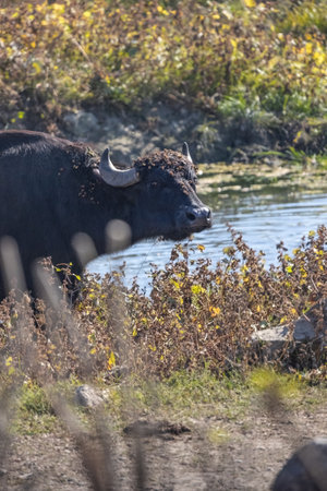Large herd of water buffalo of Kerkini lake National Park Greece.の写真素材