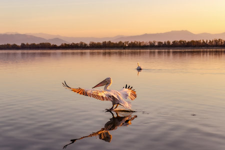 Silhouettes of flying Dalmatian pelican or Pelecanus on the Kerkini lake National Park, Greece sunrise and sunset colors.の写真素材