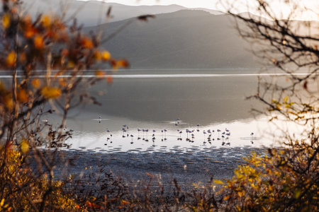 Beautiful sunset scenery on Kerkini lake Macedonia Greece, flamingos silhouette on the golden hour and sunrise.の写真素材