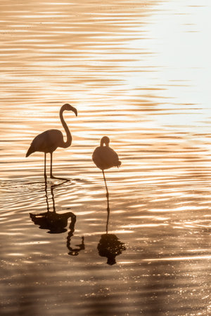 Beautiful sunset scenery on Kerkini lake Macedonia Greece, flamingos silhouette on the golden hour and sunrise.の写真素材